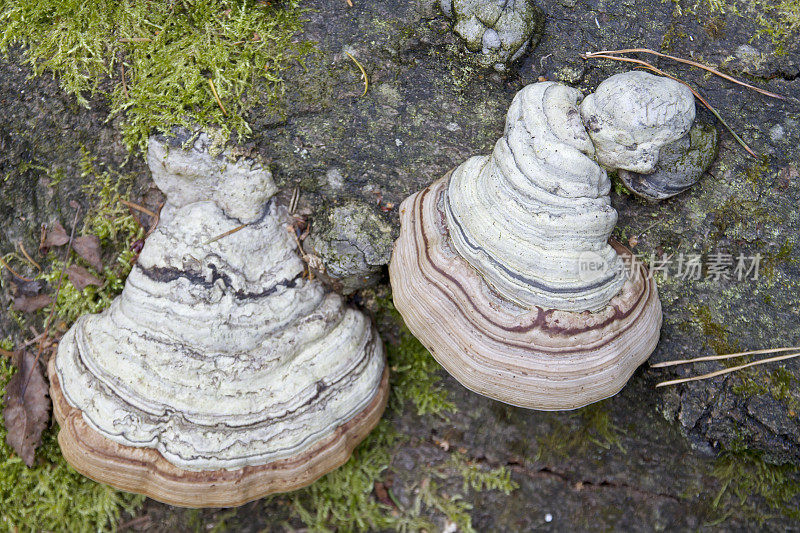 木质部(Fomes fomentarius)